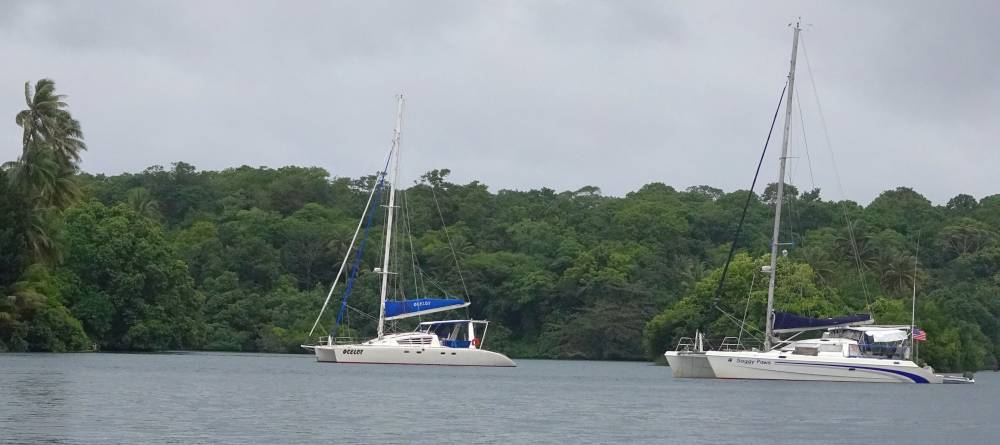 Ocelot and Soggy Paws in Stirling Island