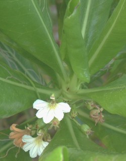 Scaevola, a beach shrub common in Tonga