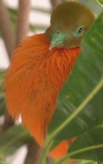 The Orange Dove, despite its bright orange color is hard to spot in the bushes.