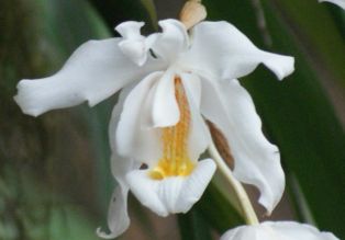 Fragrant orchids brighten the Sikkim forest