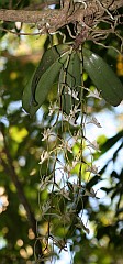 Orchid on Mont d'Ambre