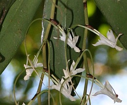 Orchid close-up on Mont d'Ambre, Madagascar