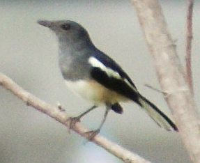 Orientla Magpie Robin, female, Peninsular Malaysia