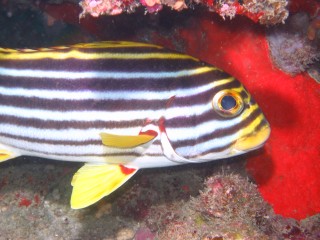 An Oriental Sweetlips