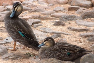 Pacific Black Ducks in Toowomba, Queensland