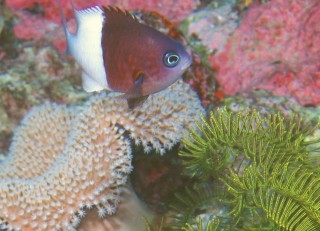 Pacific Half & Half Chromis floats over some LeatherCoral