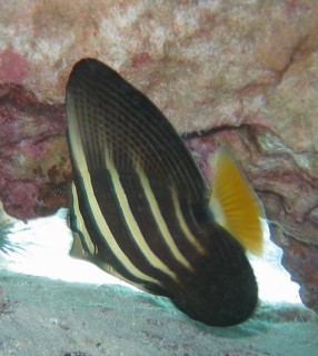 Pacific Sailfin Tang Zebrasoma veliferum