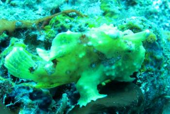 Bright yellow green frogfish blends into the reef