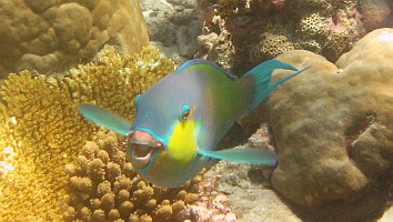 A very curious Palenose Parrotfish.  Amanda Hacking