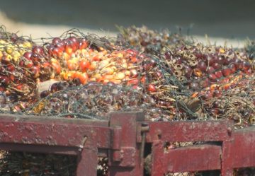 Palm oil seeds in a truck en route to processing, Malaysia