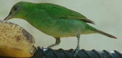 Unknown Panamanian bird