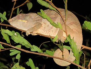 Pather Chameleon of madagascar