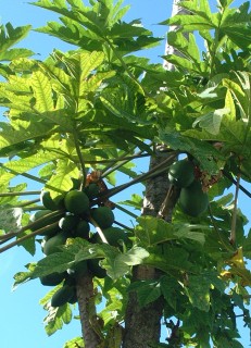 Papaya Carica papaya is just one of many papaya species.