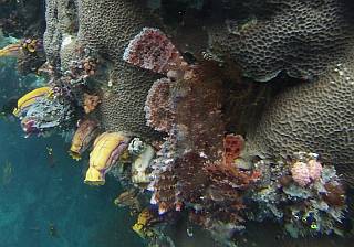 Possibly a Papuan Scorpionfish, head down on a coral wall.