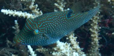 Papuan Toby glides thru hard coral