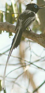 Male Madagascar Paradise Flycatcher