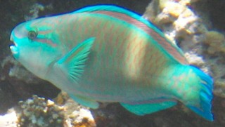 No ID Parrotfish