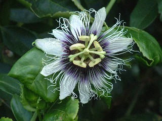 The Passion Flower is one of nature's intricate marvels.