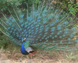 Male Peafowl, or Peacock, presenting