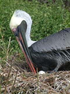 Pelicans typically lay only a few eggs, in large nests of sticks on the shoreline