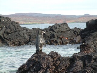 Penguins on the Equator? Yep, and well adapted.