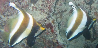 Pennant Banner Fish