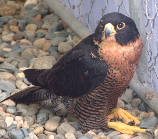 A previously injured Peregrine Falcon at the Eco center