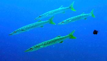 Pickhandle Barracuda in the clear waters of Raja Ampat, Indonesia