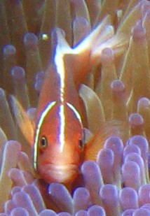 A Pink Anemonefish peeks out from its bulb anemone