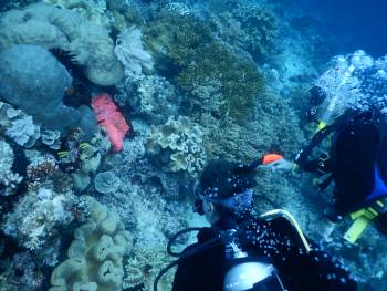 Divers enjoy brilliant colors of a pink anemone