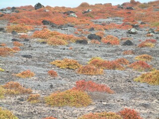 Red, orange, green, and gold groundcover reminded us of fallen leaves