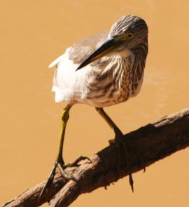 The Indian Pond Heron