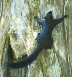 Prevost's squirrel, Sarawak, Borneo