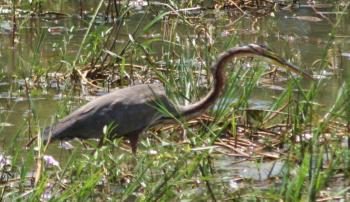 A Purple Heron moves quietly through the reeds.