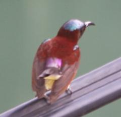 The back view of a Purple Rumped Sunbird