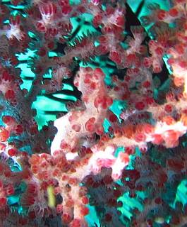 Pygmy seahorse, Hippocampus bargibanti, camouflaged in sea fan. Triton Bay