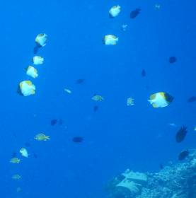 Pyramid Butterflyfish brighten the reef 