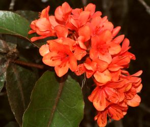 Rhodoendron crassifolium, Mt. Kinabalu, Borneo