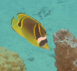 Raccoon ButterflyFish