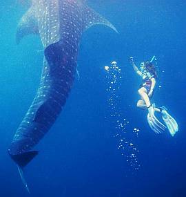 Snorkeling with an 18m whale shark. Triton Bay