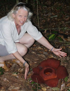 Suzette shows size of Rafflesia