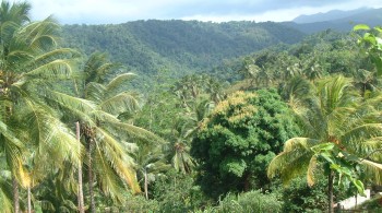 Dominica's lush and gorgeous tropical rainforest
