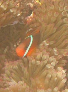 Red-Black Anemone Fish Juvenile