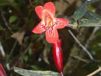 Flower seen on  Mt Brinchang, (2000m, 6500')  Malaysia