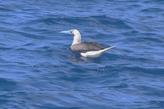 The  red-footed boobie is a common sight in the Society Islands.