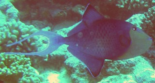 Redtooth Triggerfish Odonus niger