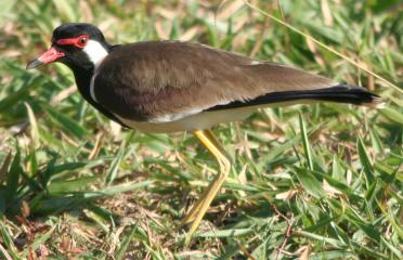 A Red-wattled Lapwing stands guard over its egg.