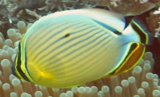 Redfin Butterflyfish Chaetodon lunulatus