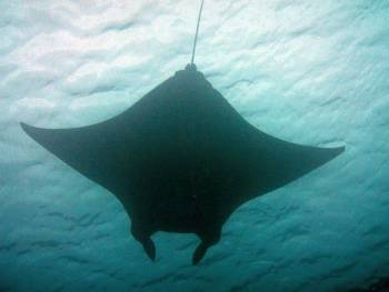 Reef mantas glide over divers at the cleaning station