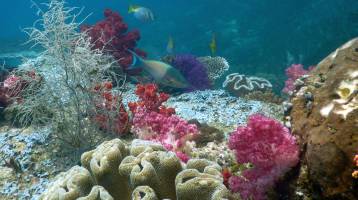 Reef scene at Aquarium, Triton Bay